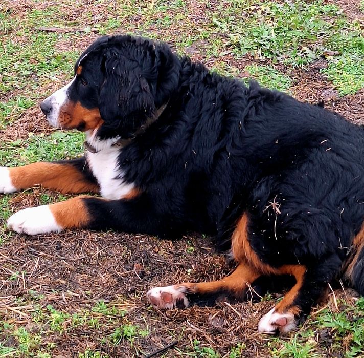 Продам дівчинку  Бернського Зененхунда