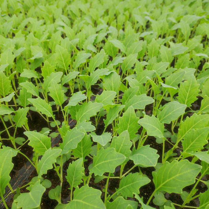 Sadzonka kalarepy 40 gr sztuka