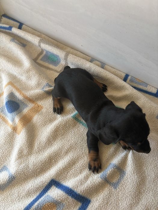 Teckel femea miniatura pelo curto