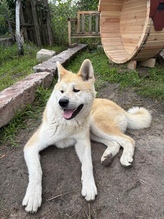 Кобель акіта іну для вязки