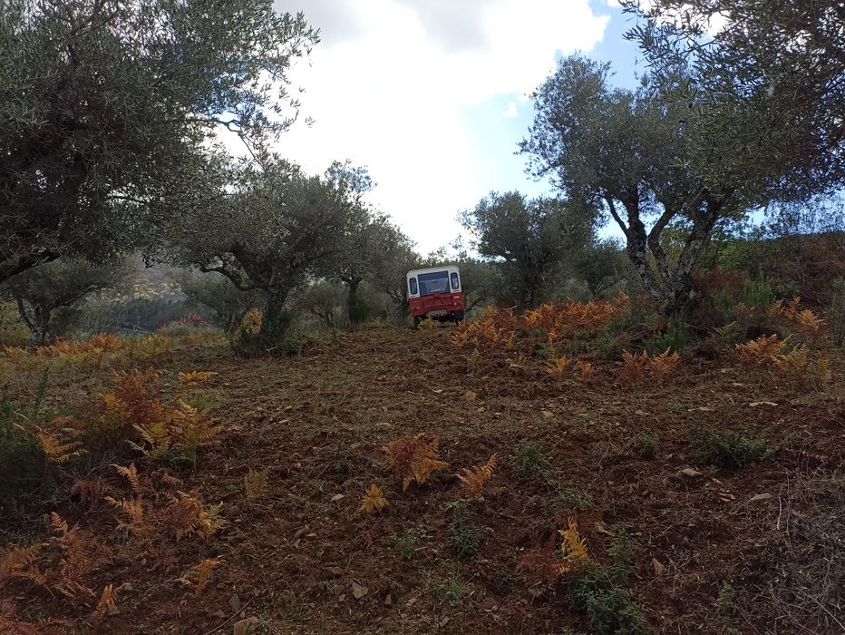 Terrenos com castanheiros e oliveiras