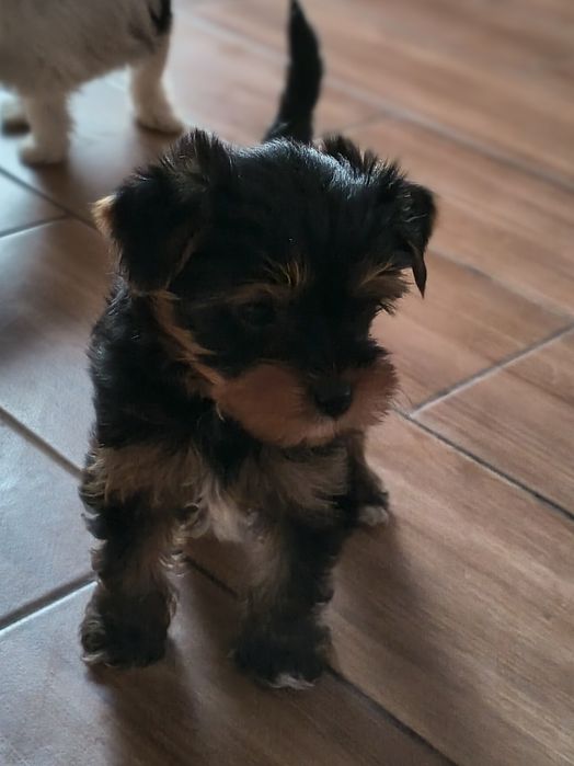 York Yorkshire terrier yorczek
