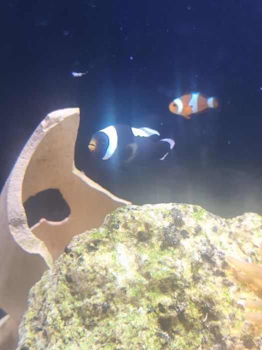 Vendo ou troco peixe palhaço negro