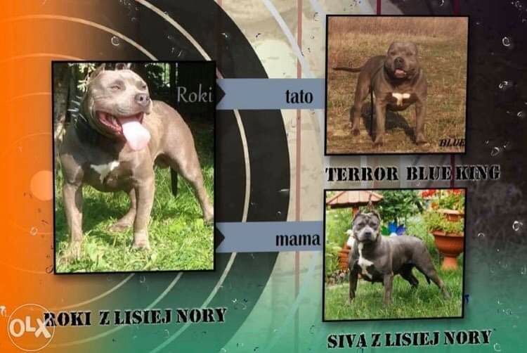 American Staffordshire Terrier