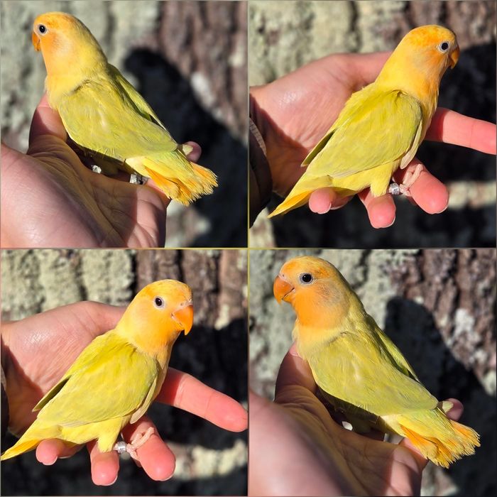 Agapórnis Domesticados