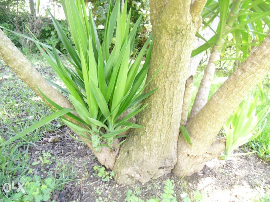 Fiteira planta de jardim