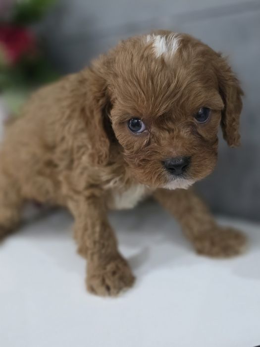 Cavapoo Samiec do odbioru badania genetyczne