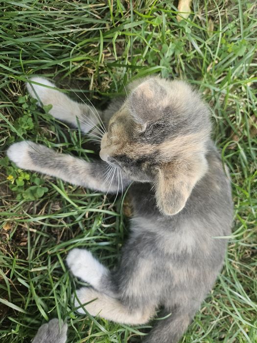 Кошенята (4 міс)