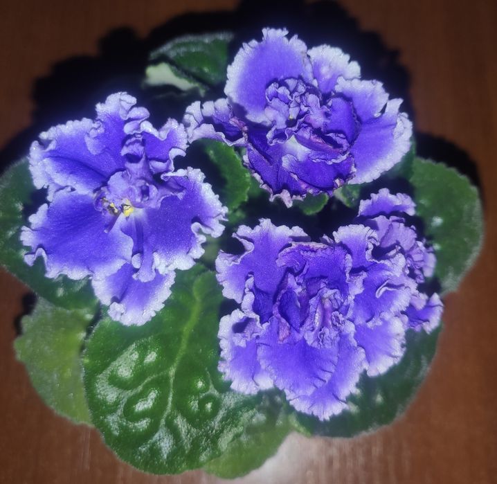 Продам    фиалку