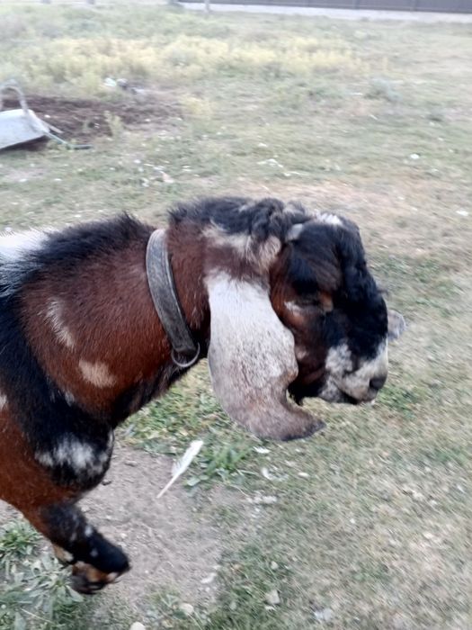 В'язка кіз. Цапок англо-нубієць