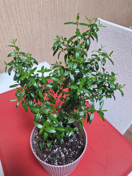 Продам Мирт, підліток, доглянута домашня рослина
