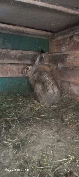 Заєць домашній хлопчик