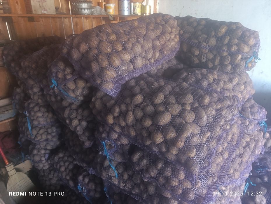 Насіння картоплі Арізона