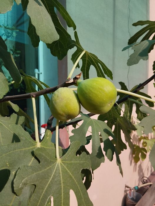 Продам саженцы  инжира