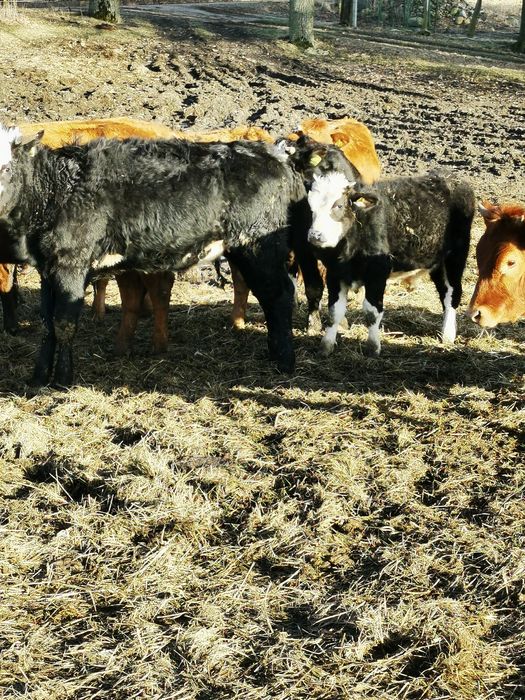 Sprzedam jałówki cielne, byczki, krowy, cielaki