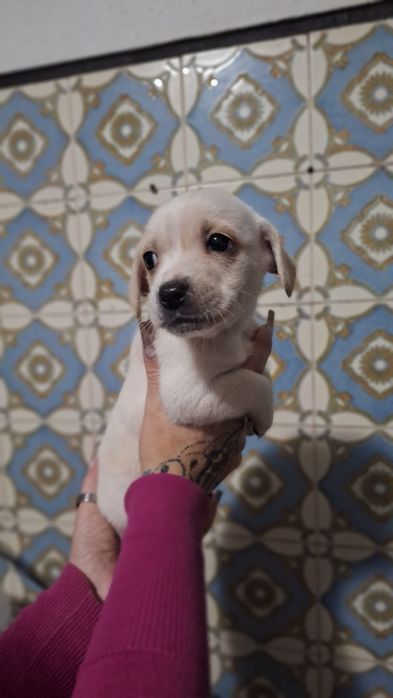 3 caezinhos machos para adoção