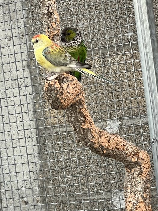 Phyrrura rupicola femea 2021