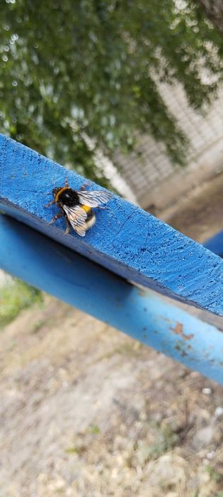 Продам джмеля(на нём НЕ ездили новый крч)