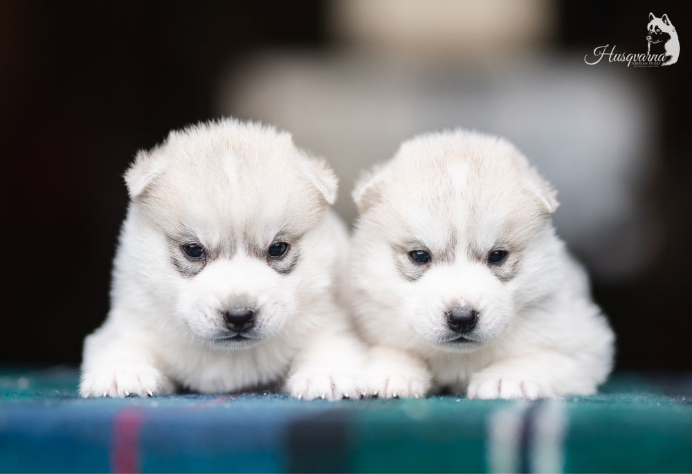 Piękny piesek Husky / hodowla FCI & ZKwP od 1994 roku