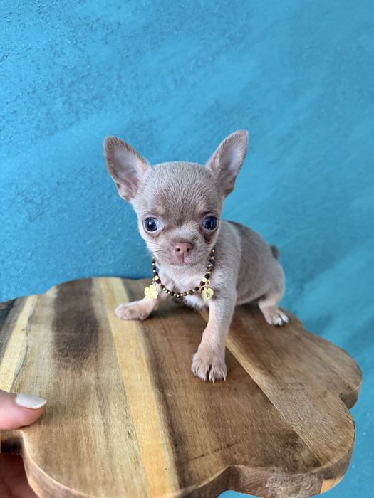 Chihuahua - suczka lilac tan