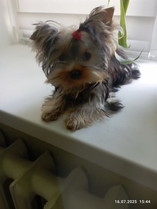 Чудові дітки чекають на свою родину