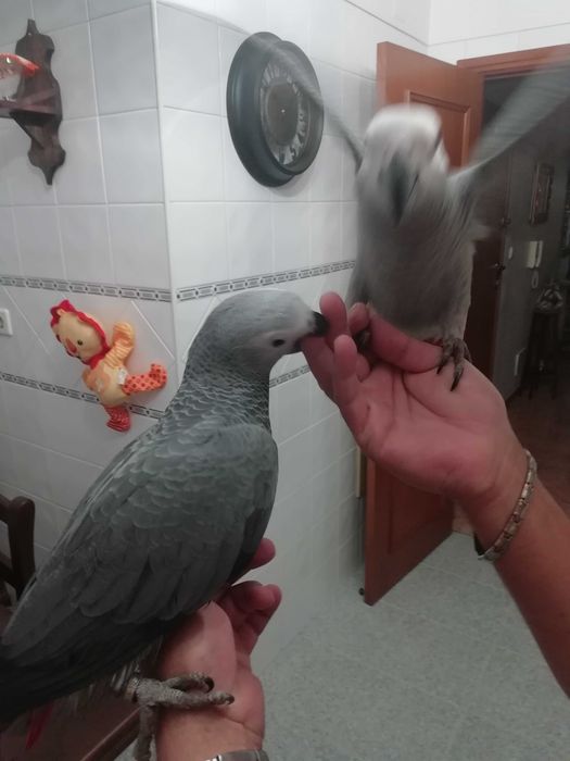 Papagaios Cinzentos de Cauda Vermelha