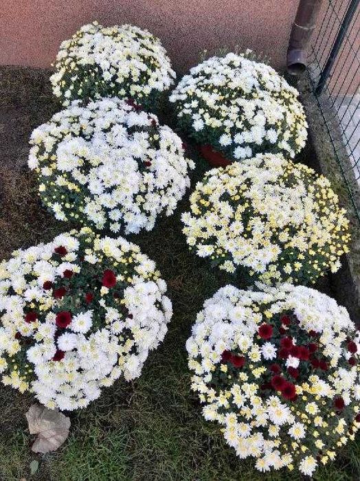 Sprzedam chryzantemy w atrakcyjnej cenie