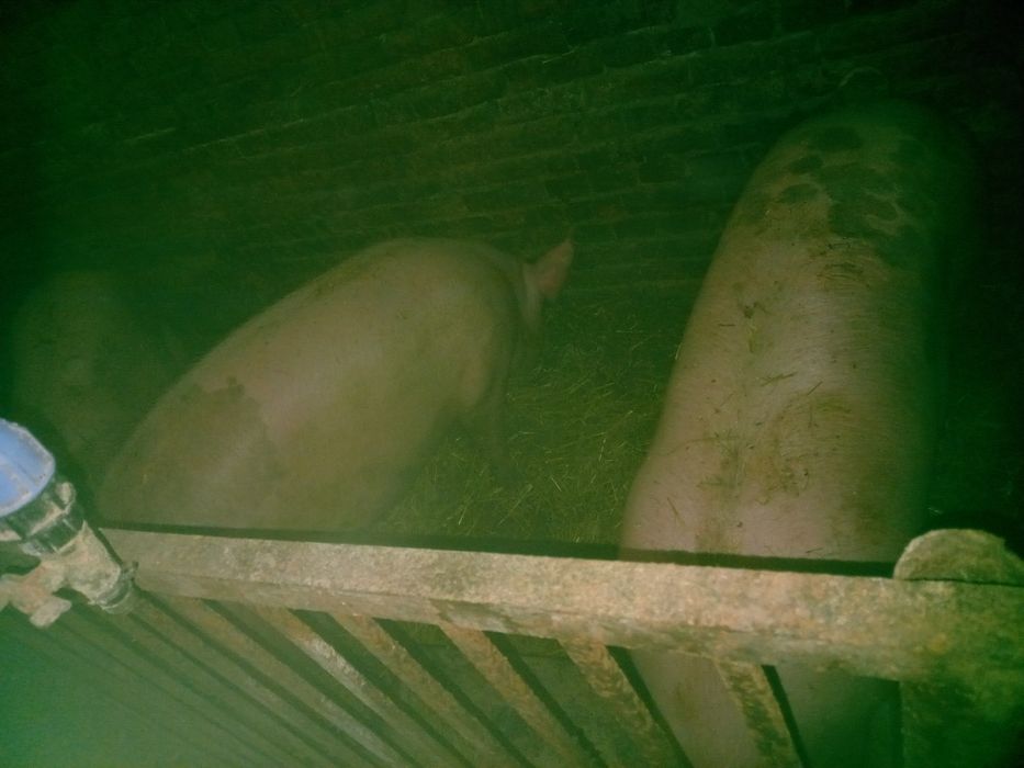 Продам свиней живою вагою,маю 5 штук