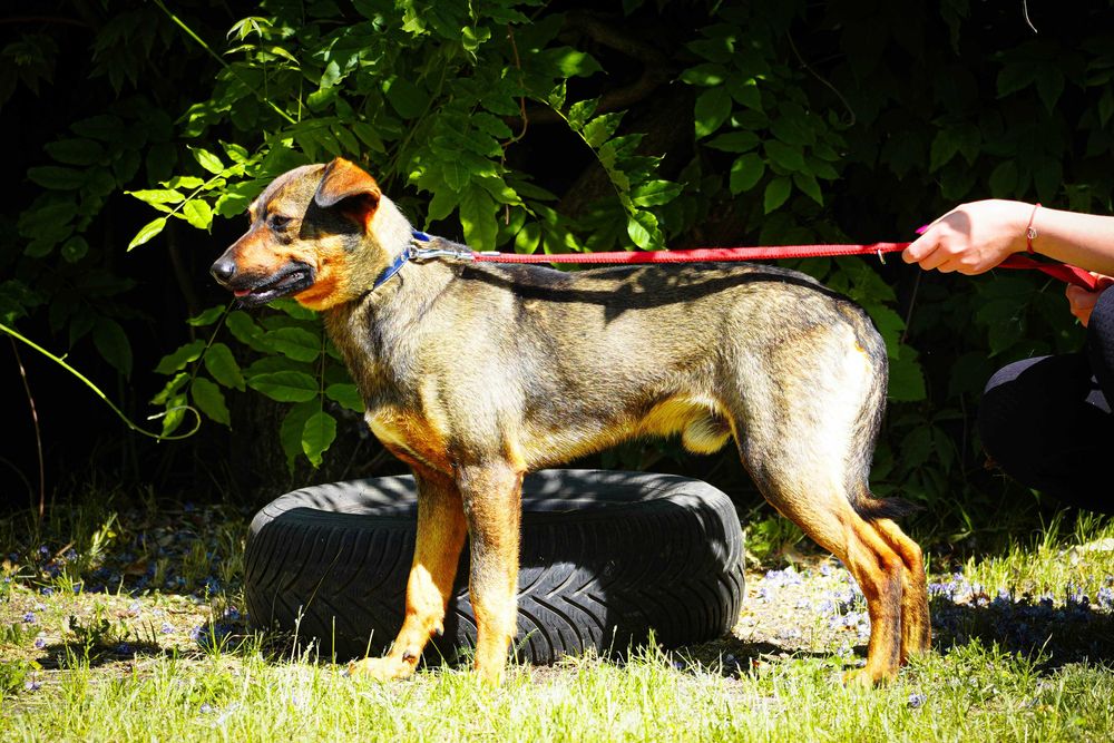 Amon - fajny, młody pies poleca się do adopcji