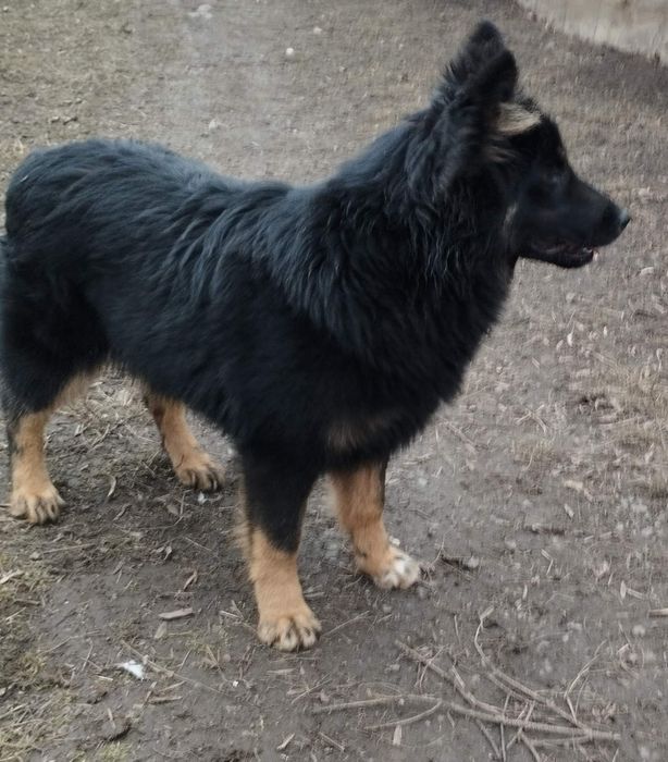 Німецька вівчарка