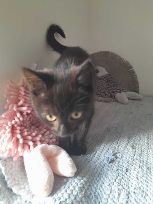 Чудовий малюк в пошуку своєї людини