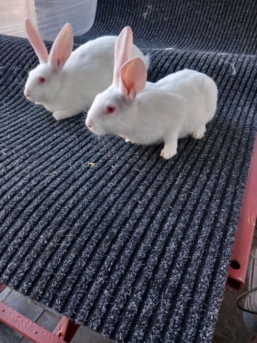Króliki Termondzki Bialy