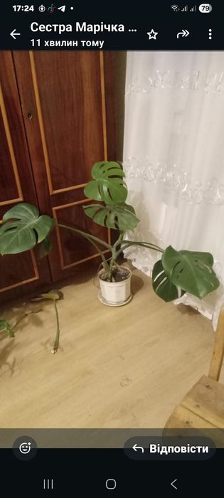 Продам  гарну монстеру