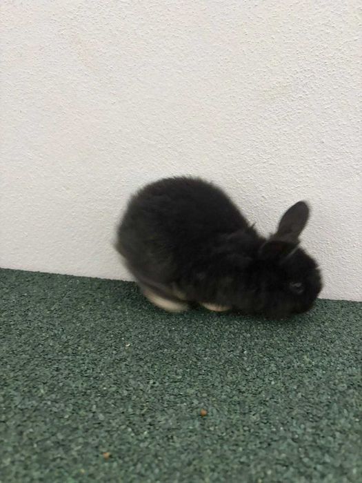 Coelhos anões mini lop*Lionhead