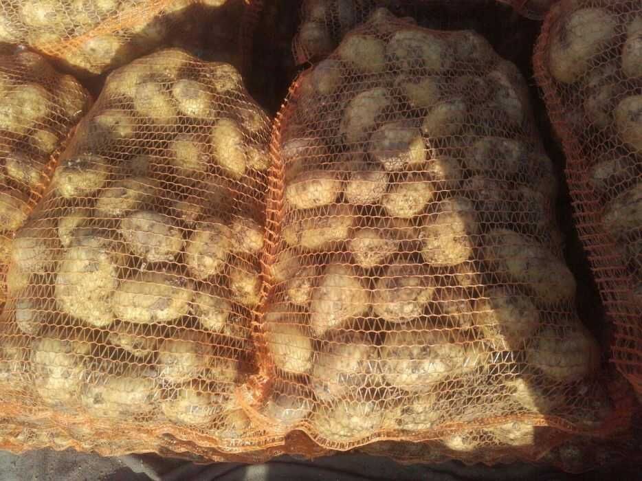 Ziemniaki kartofle gala wineta Soraya Otolia Belarosa czerwone hurt