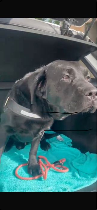 Casal de labradores