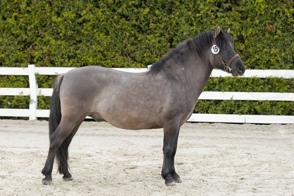 Konik Polski Ogier HANNYS