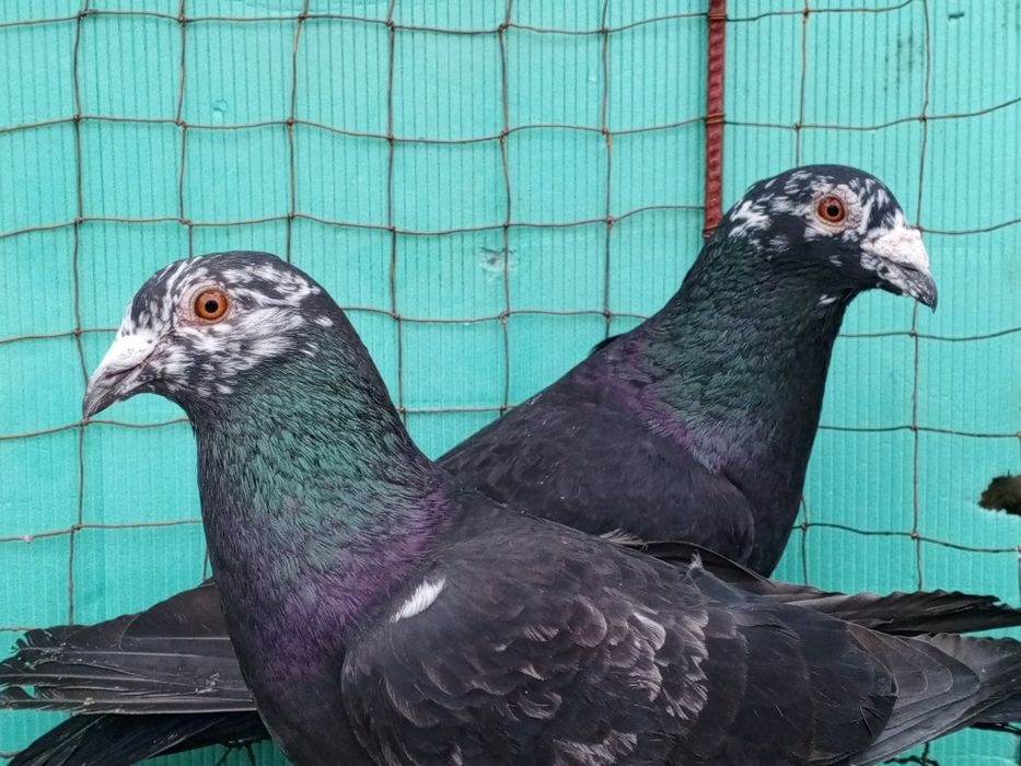 Mulemans Mulemansy para ptaki gołębie ozdobne