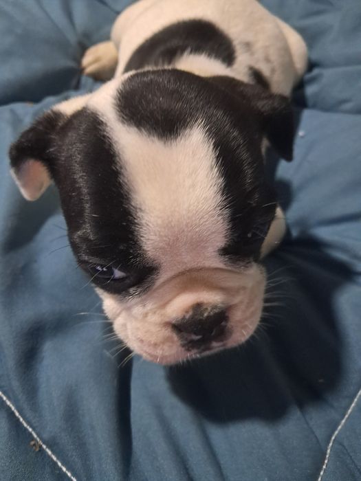 Bulldog frances fêmea na zona de Aveiro