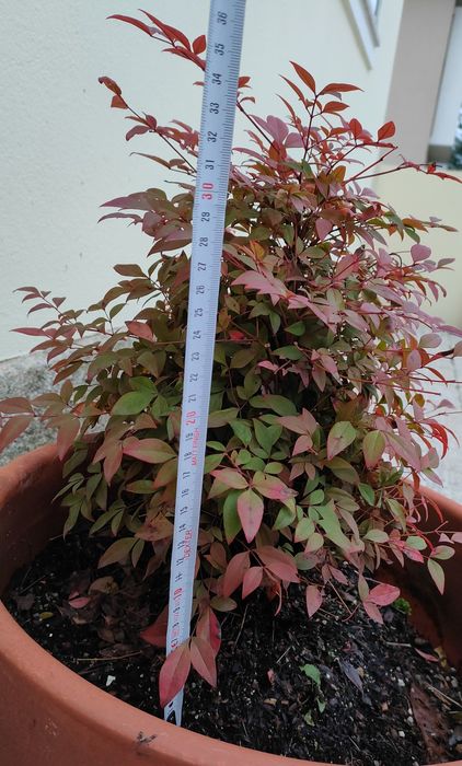 Planta com vaso 40cm