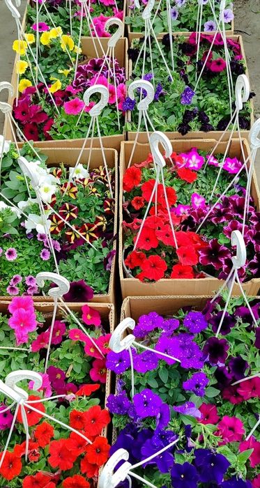 Продам цветы петуния