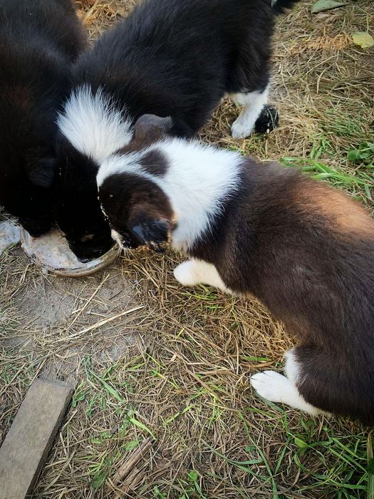 Цуцики в добрі руки