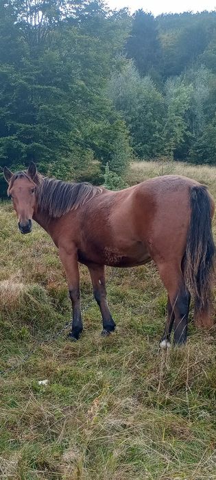 Молодий Коник  !