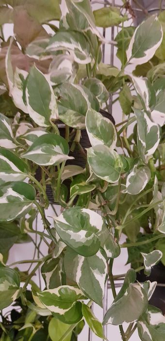 Biało - Zielone Epipremnum N’joy Pnącze Fantazyjne WieloSadzonka