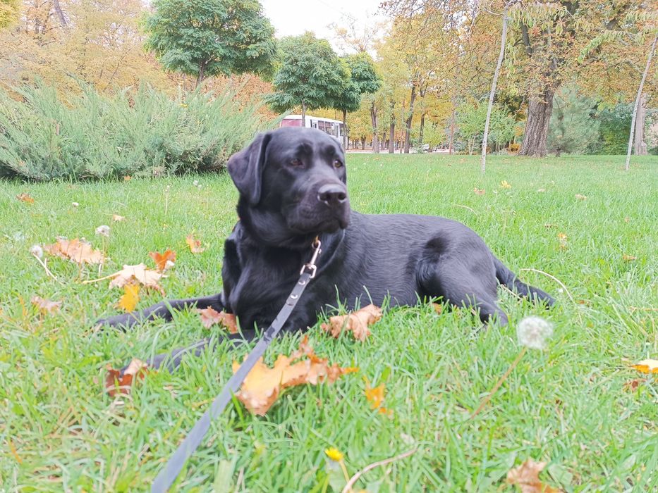 Отдам Лабрадор-ретривер, девочка
