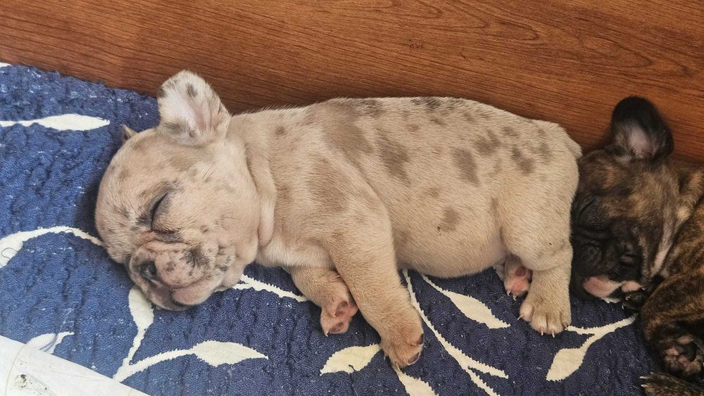 Bulldog francês negócio