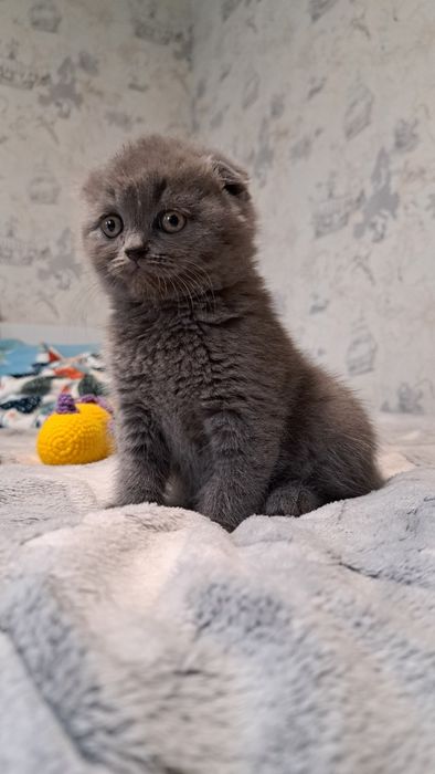 Шотландські кошеня фолд та страйт