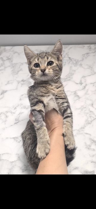 Do adopcji kociaki