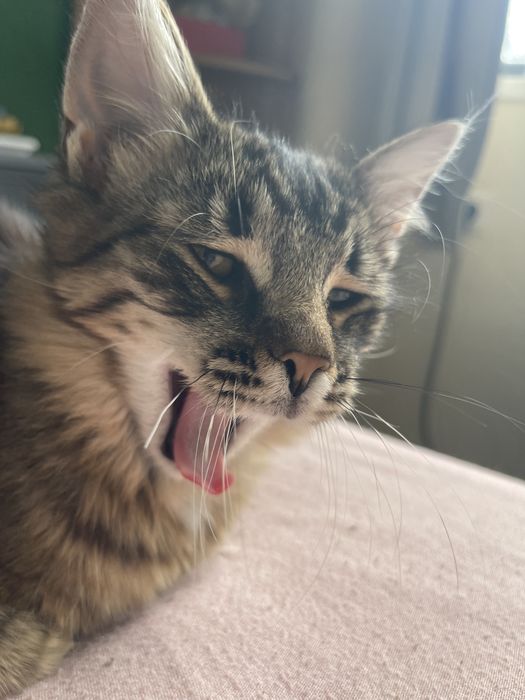 Мікро  мейн-куни :) - близнюки  зі сходу))