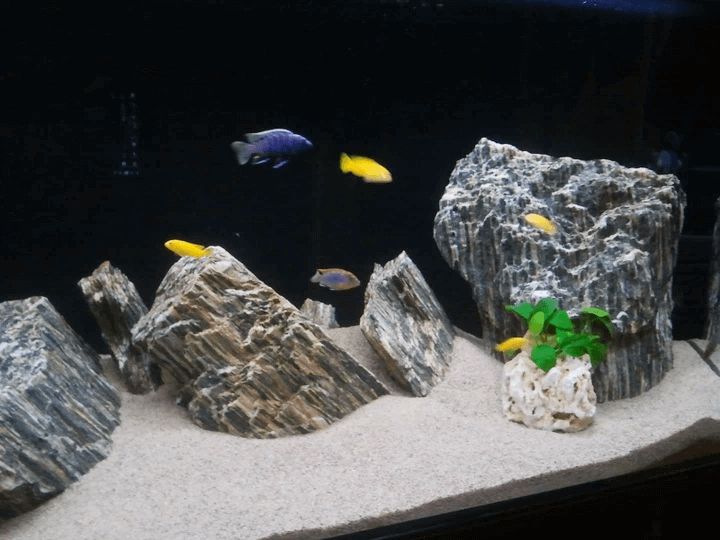 Łupek drzewiasty do akwarium - wszystkie biotopy 50-250 mm